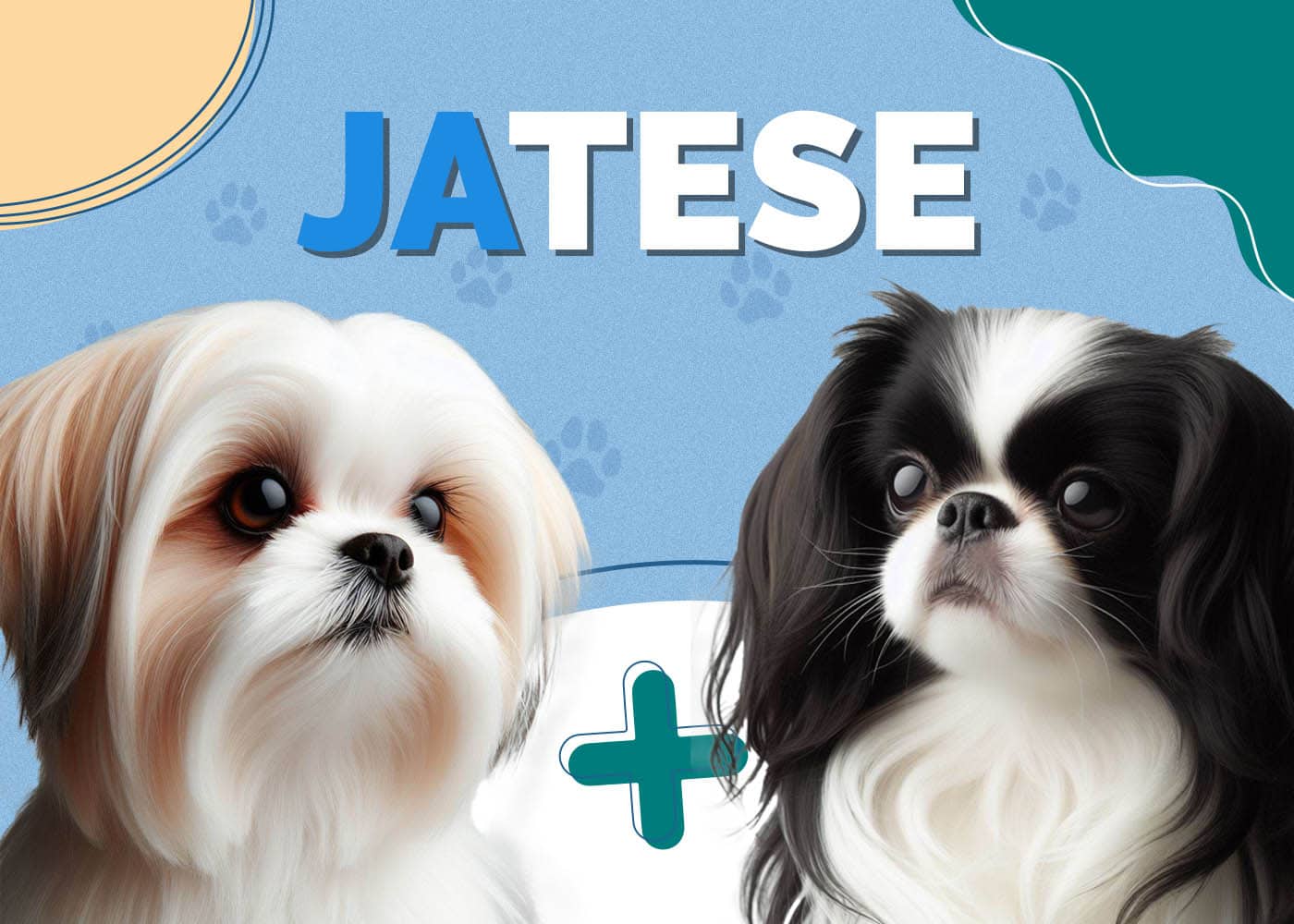 JaTese (Japanese Chin & Maltese Mix): Info, Pictures, Characteristics & More