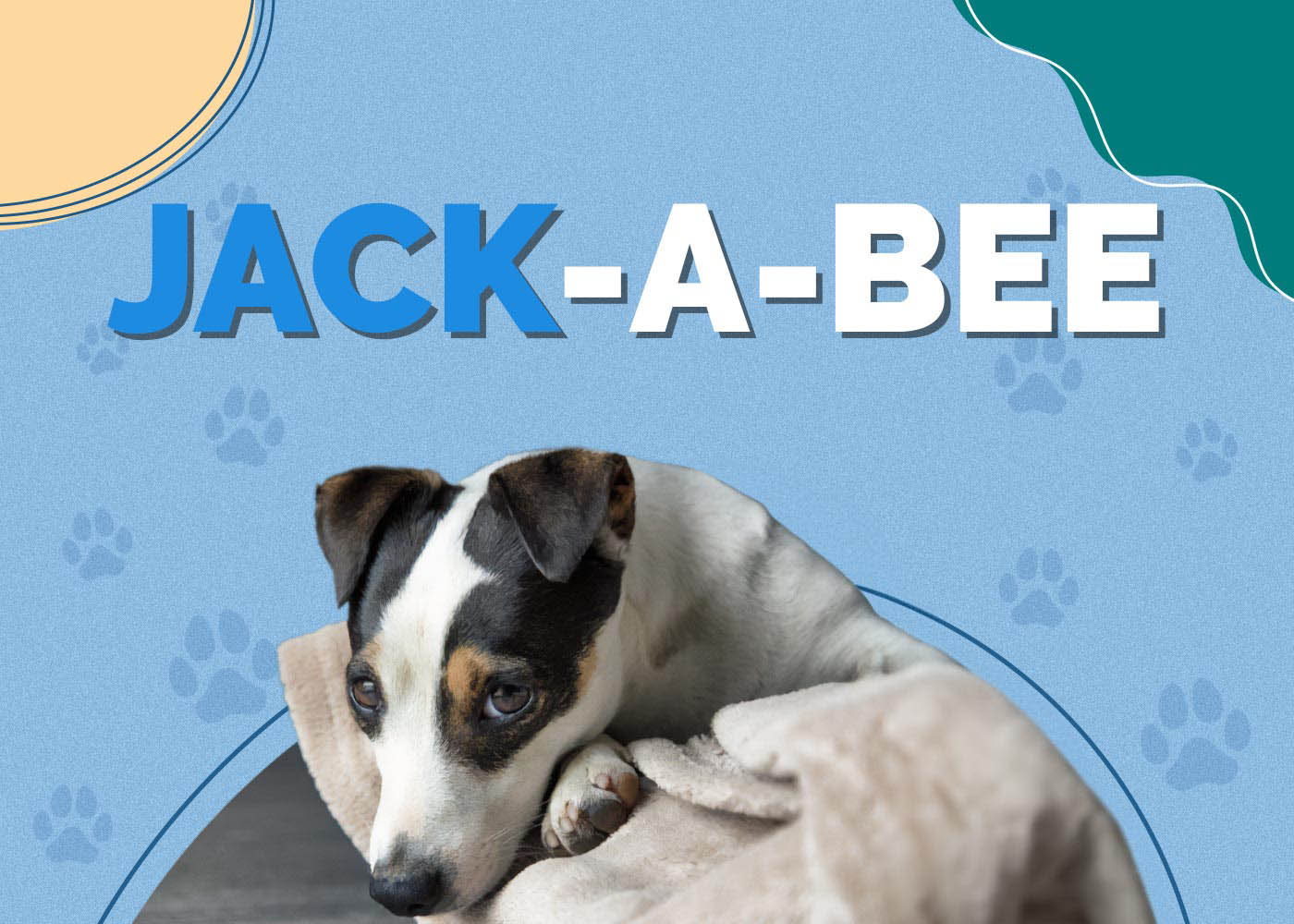 Jack-A-Bee (Beagle & Jack Russell Terrier Mix): Info, Pictures & More