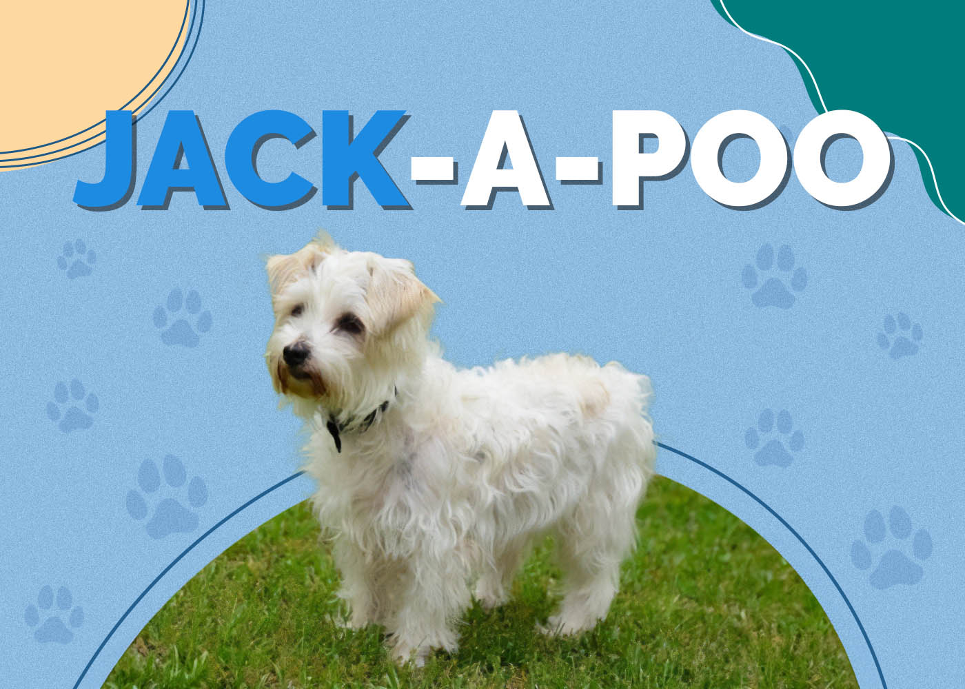 Jack-A-Poo (Jack Russell Terrier & Miniature Poodle Mix): Info, Pictures, Characteristics & Facts