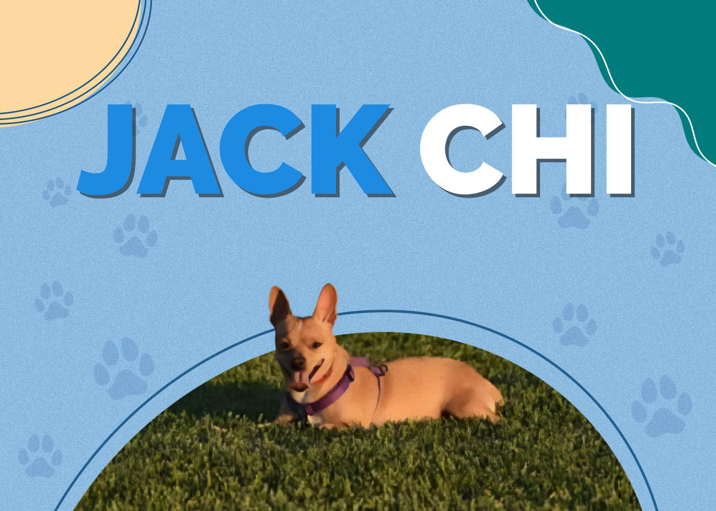 Jack Chi (Chihuahua & Jack Russell Terrier Mix): Info, Pictures & More