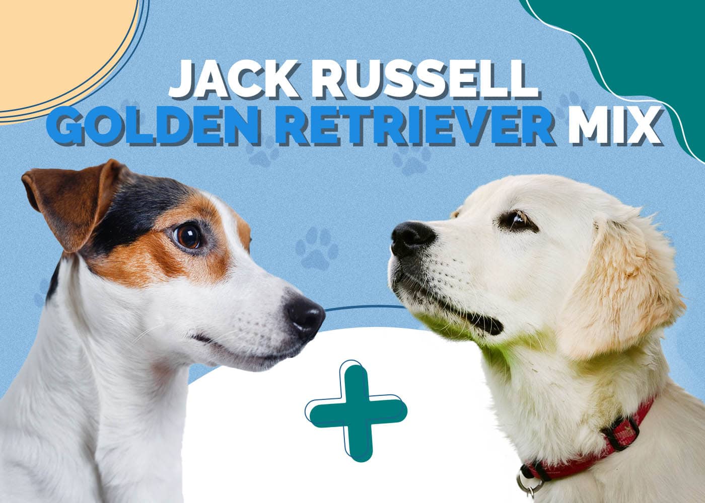 Jack Russell Golden Retriever Mix: Info, Pictures, Characteristics & More