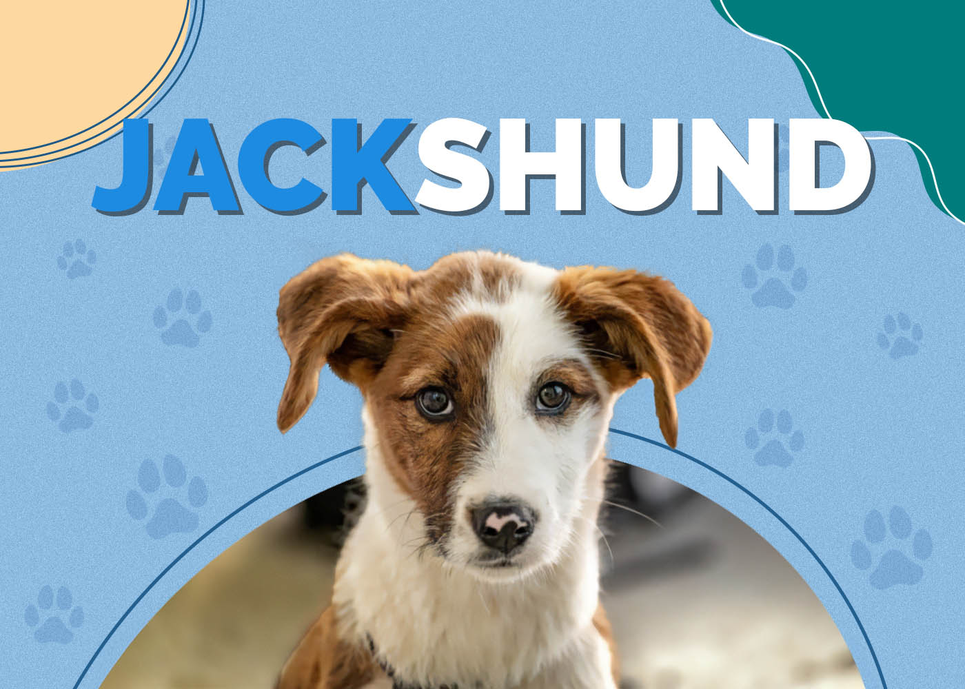 Jackshund (Jack Russell Terrier & Dachshund Mix): Info, Pictures, Facts