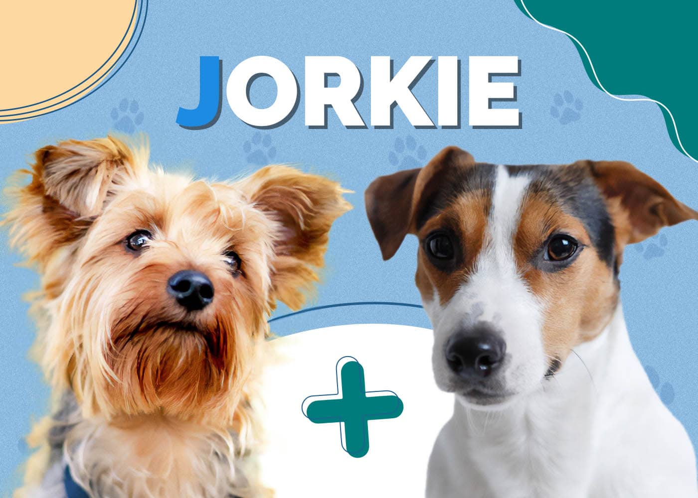 Jorkie (Jack Russell Terrier & Yorkshire Terrier Mix): Info, Pictures, Traits & More