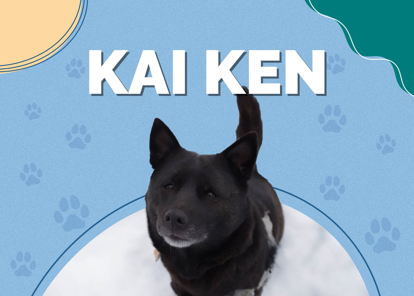 Kai Ken Dog Breed: Info, Pictures, Care Guide & Facts