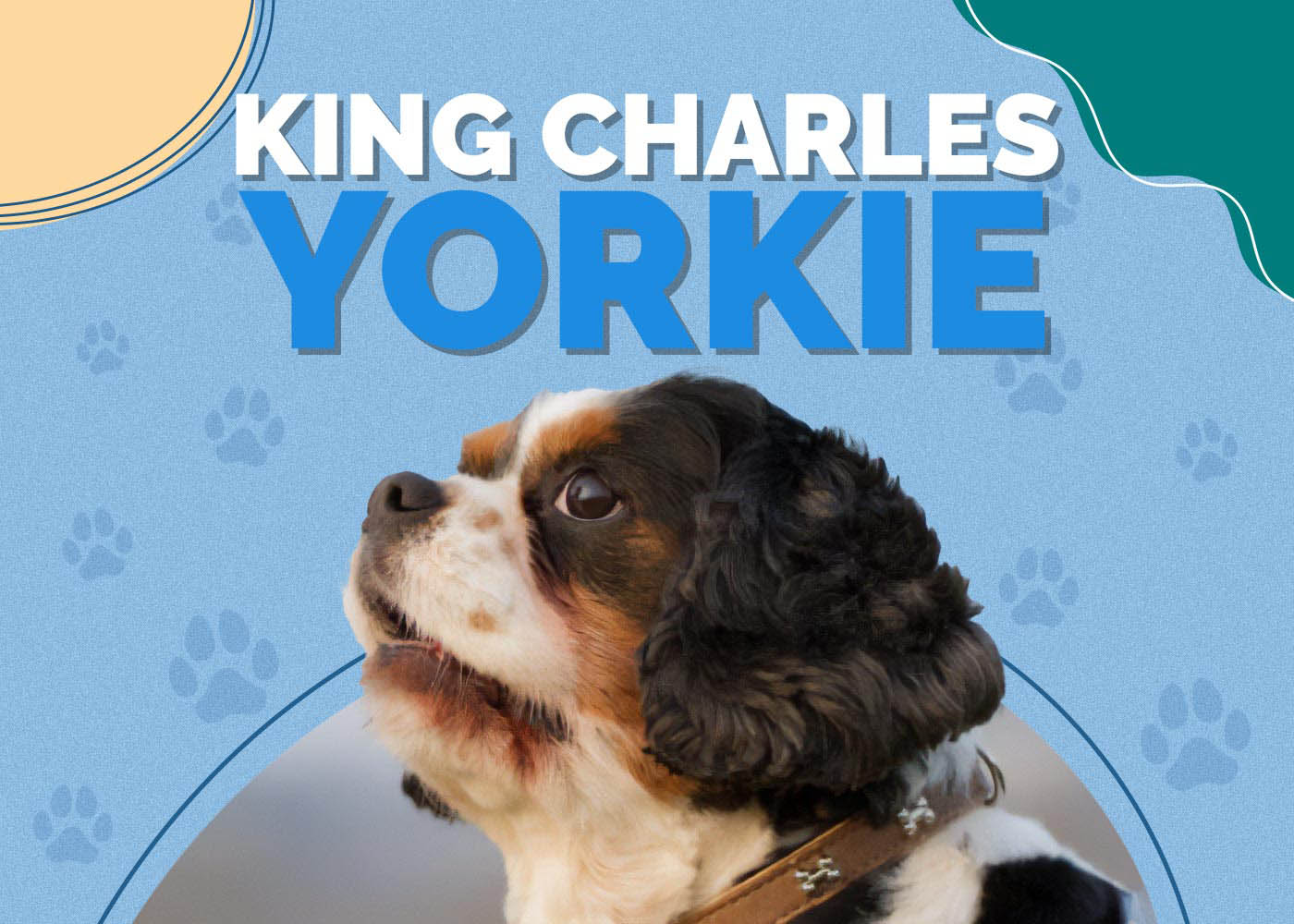King Charles Yorkie (Cavalier King Charles Spaniel & Yorkie Mix): Info, Pictures, Characteristics & Facts