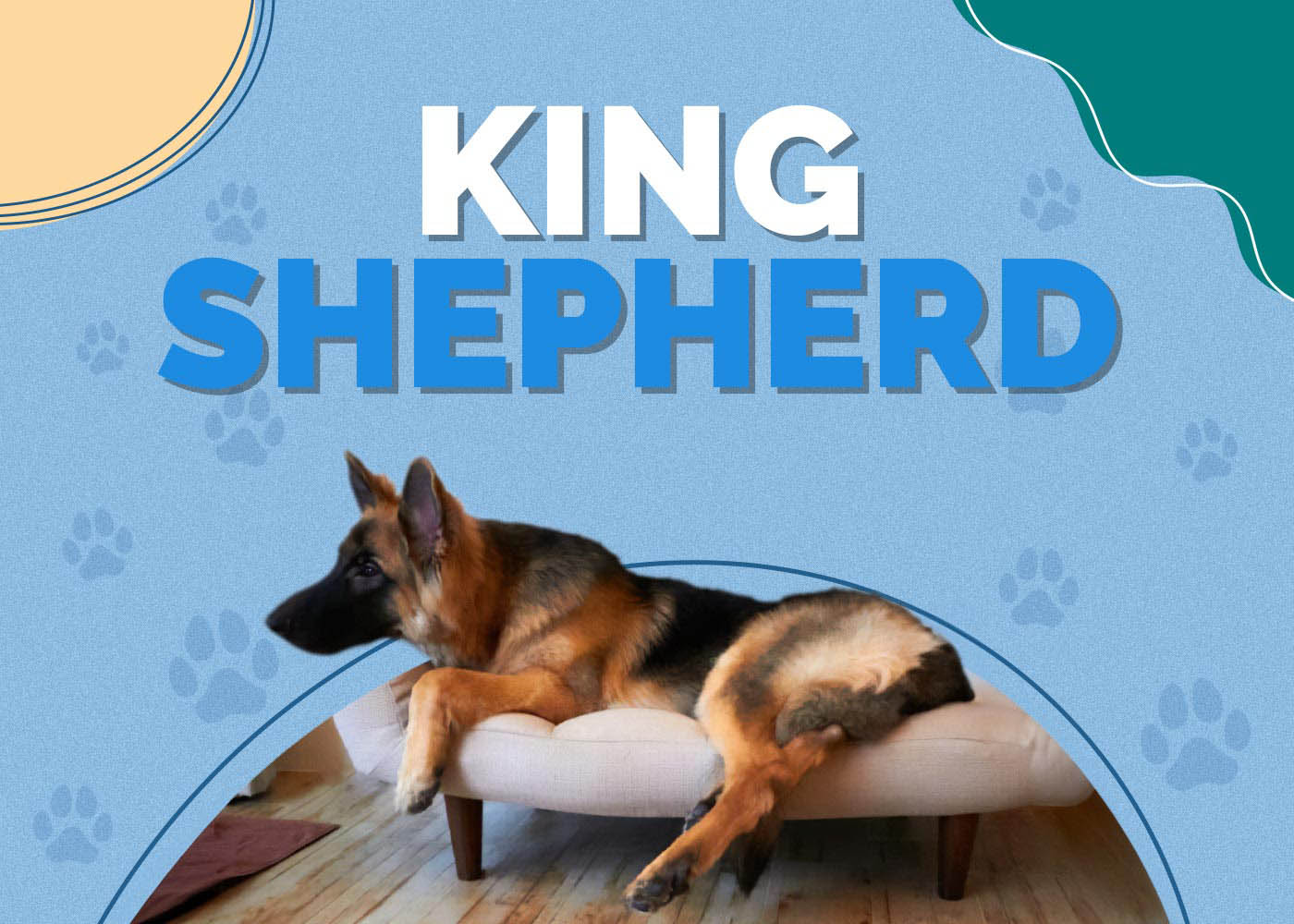 King Shepherd: Info, Pictures, Care Guide, Temperament & Traits
