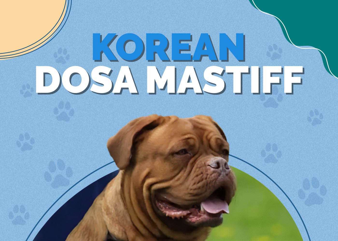 Korean Dosa Mastiff: Info, Pictures, Characteristics & More