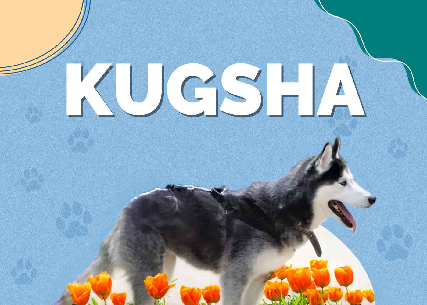 Kugsha: Info, Pictures, Characteristics & More