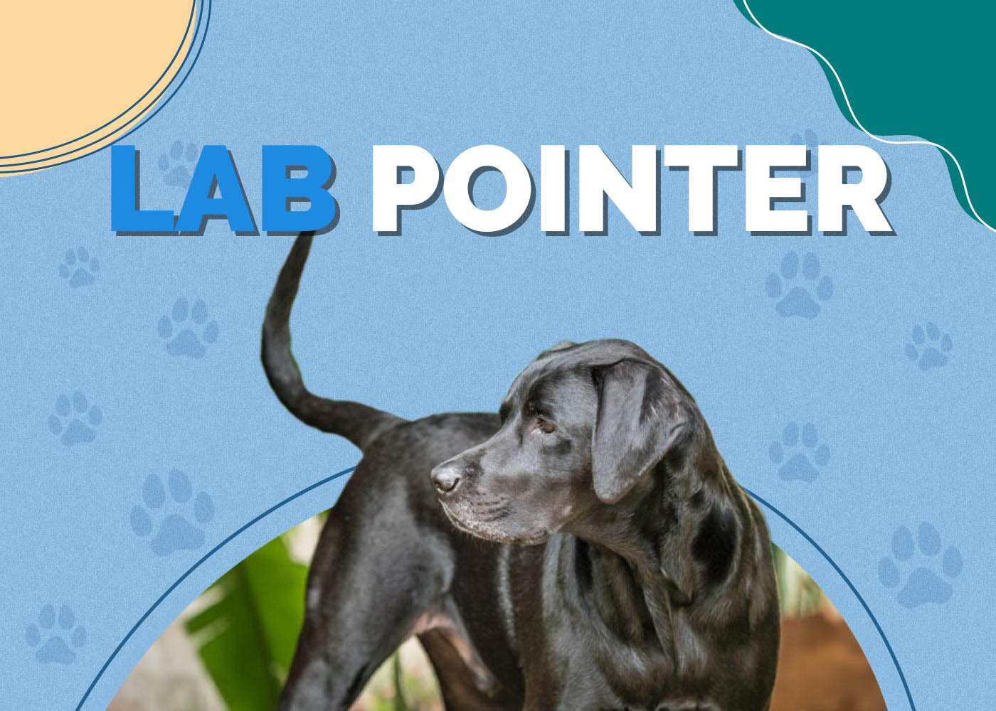 Lab Pointer (English Pointer & Labrador Mix): Info, Pictures & More
