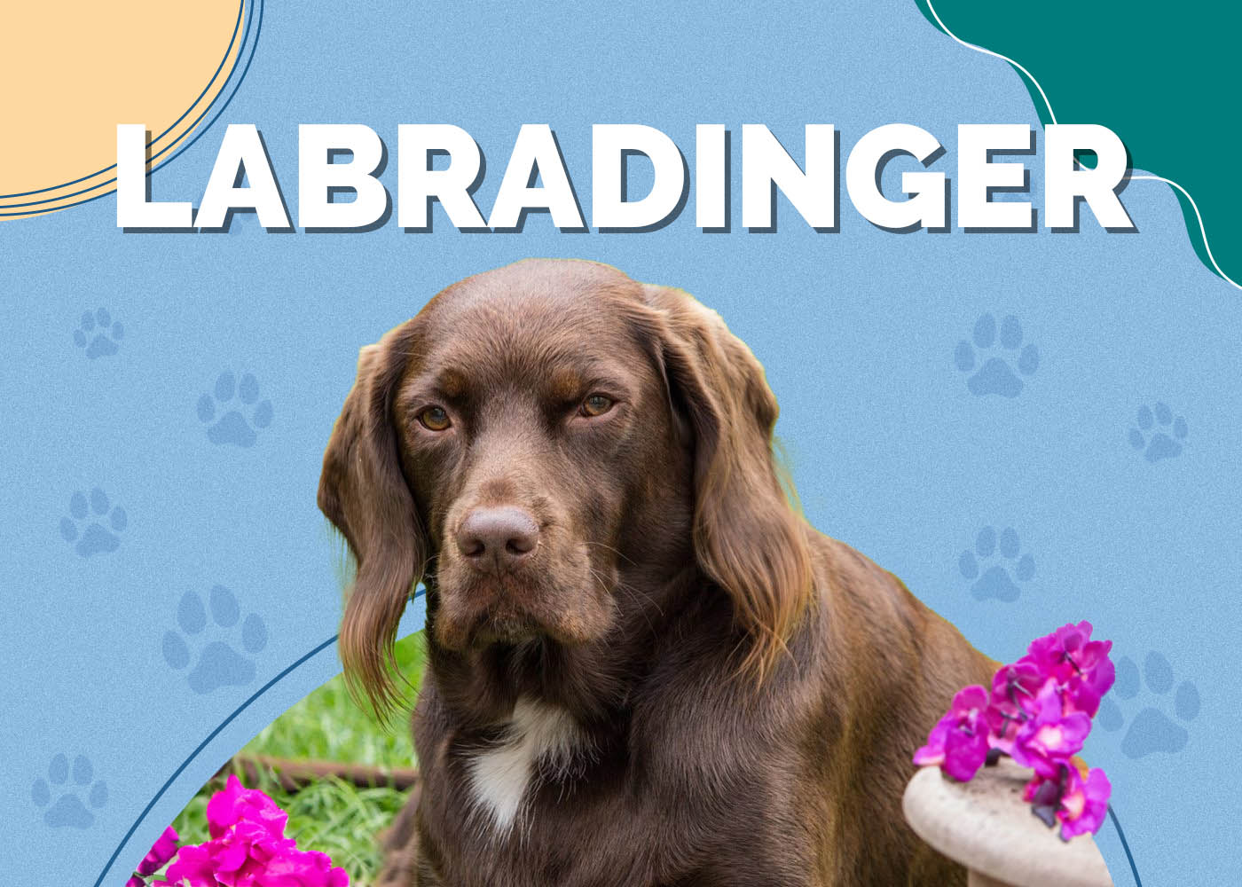 Labradinger (English Springer Spaniel & Labrador Mix): Info, Pictures, Facts