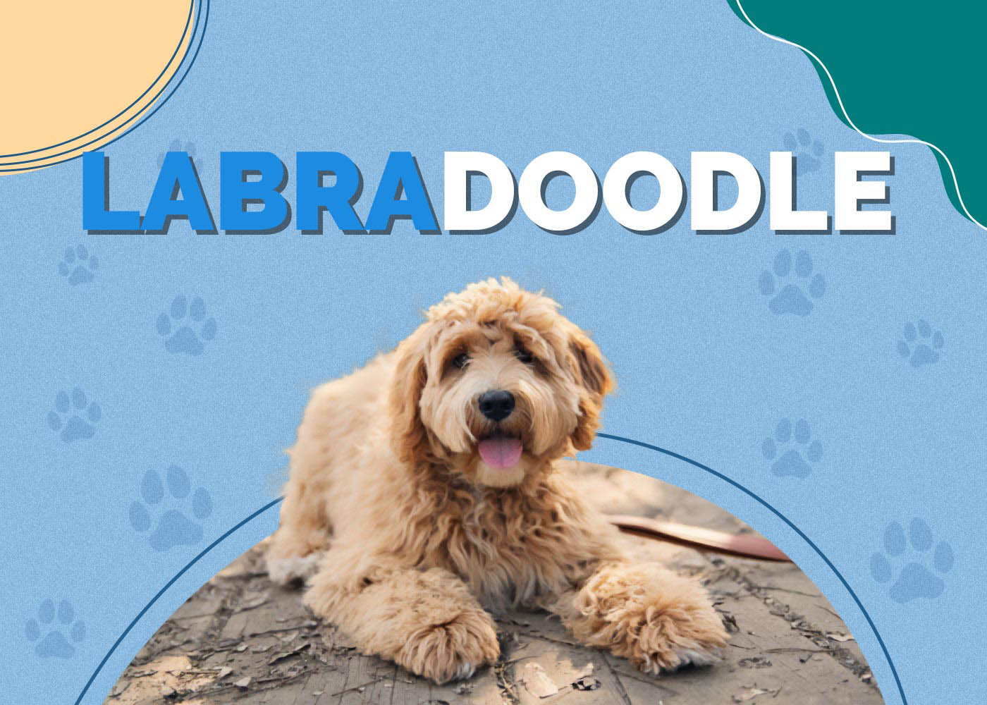 Labradoodle (Labrador Retriever & Poodle Mix): Info, Pictures, Traits & More