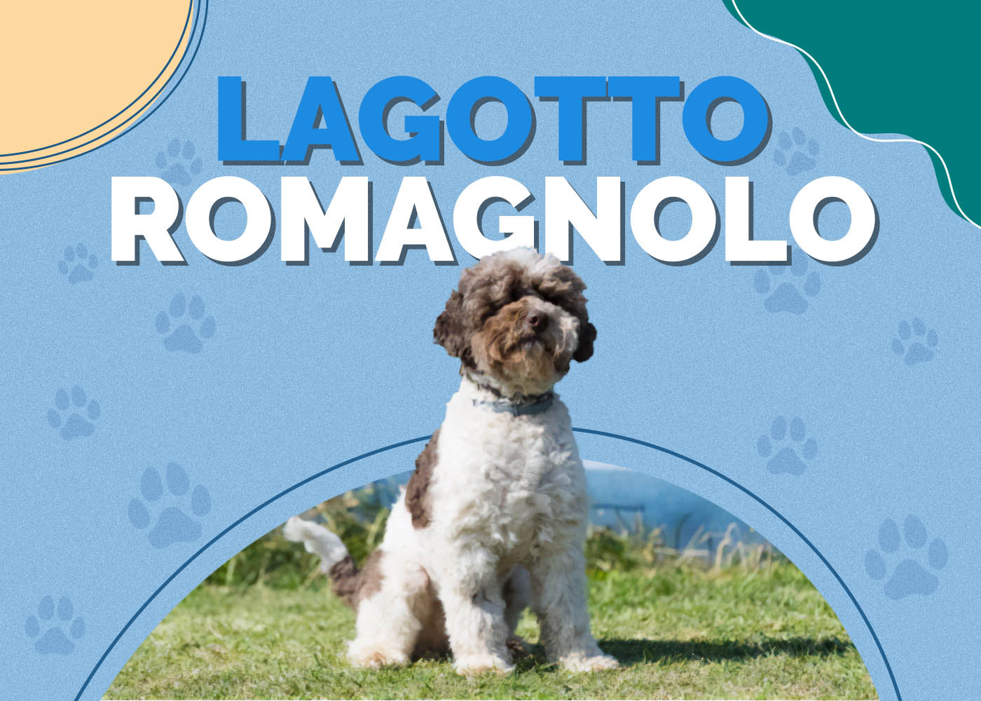 Lagotto Romagnolo: Dog Breed Info, Pictures & Facts