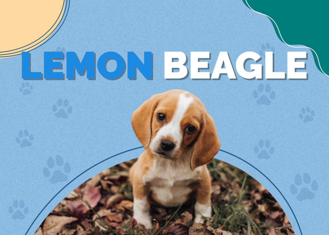 Lemon Beagle: Info, Pictures, Characteristics & More