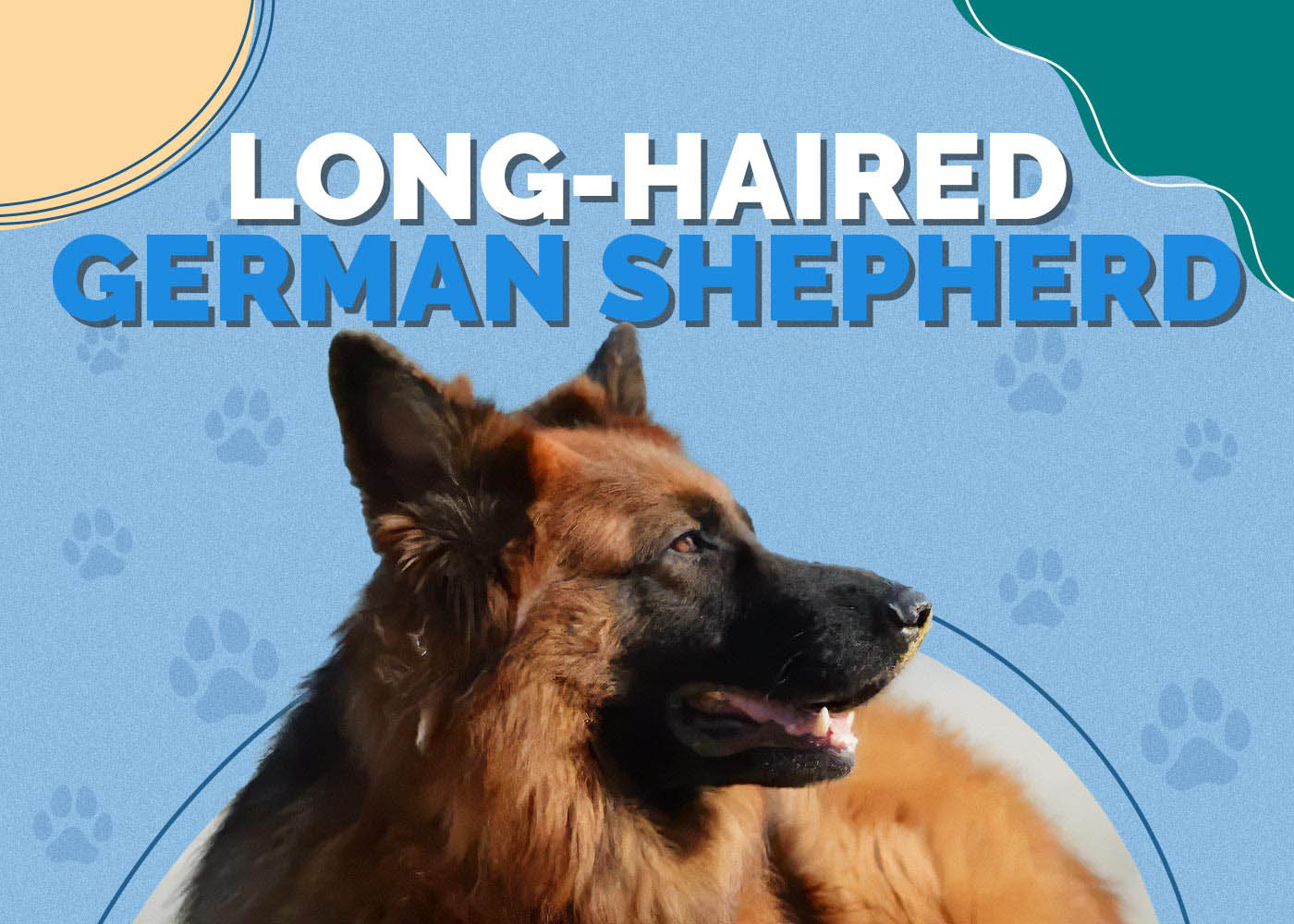 Long-haired German Shepherd Dog Breed Info, Pictures, Traits & Facts