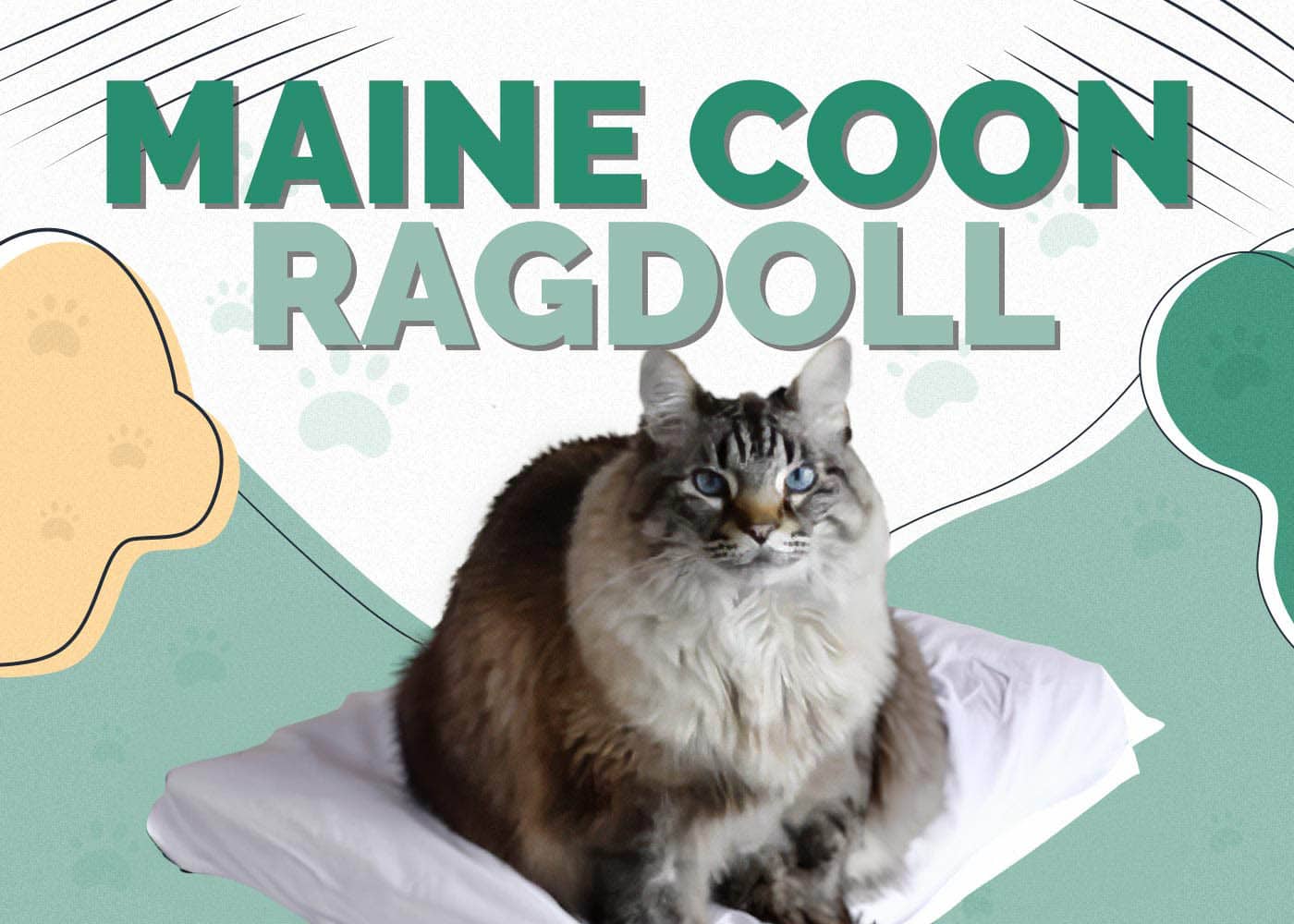 Maine Coon Ragdoll: Info, Pictures, Characteristics & Facts