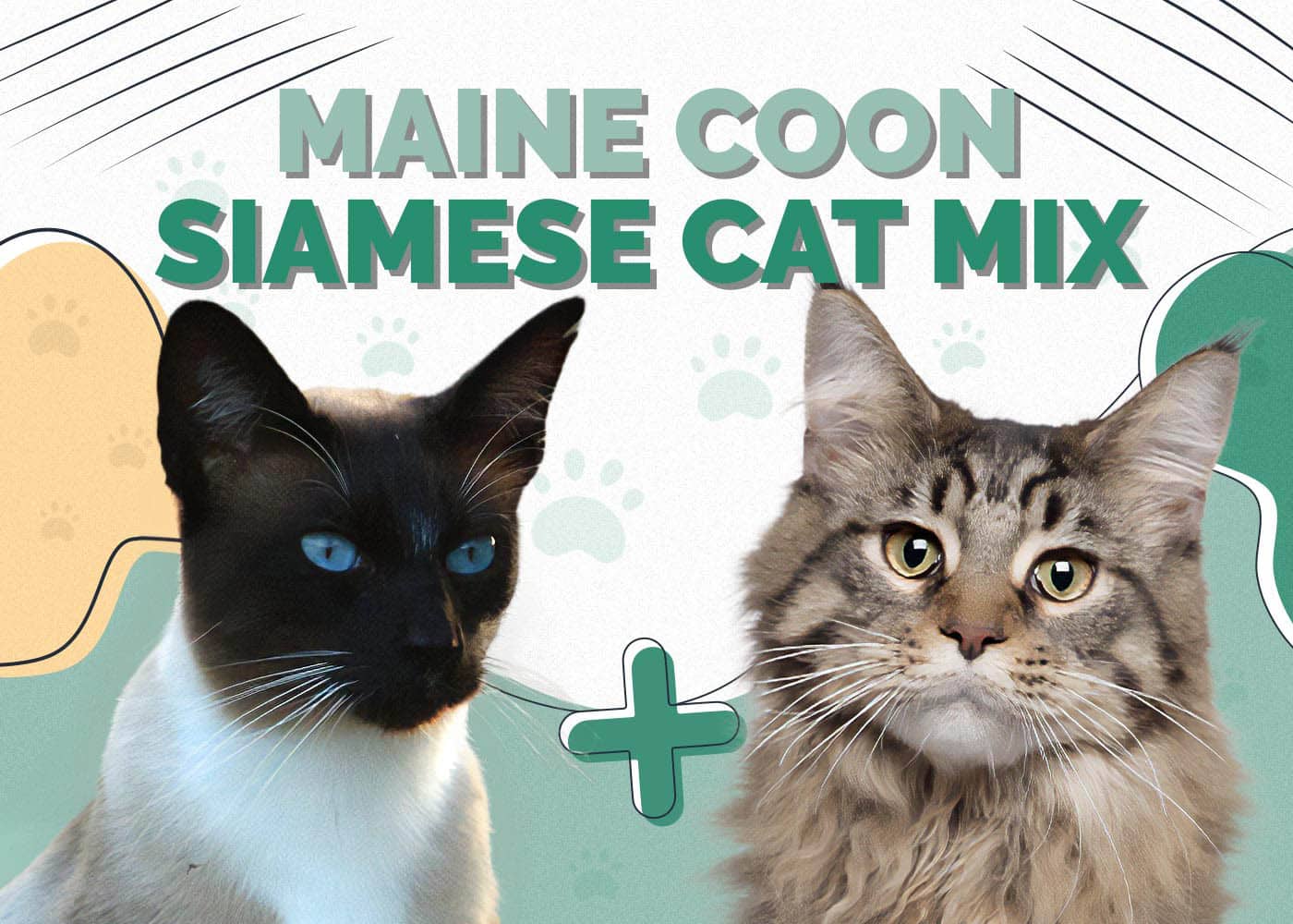 Maine Coon & Siamese Cat Mix: Info, Pictures, Characteristics & Facts