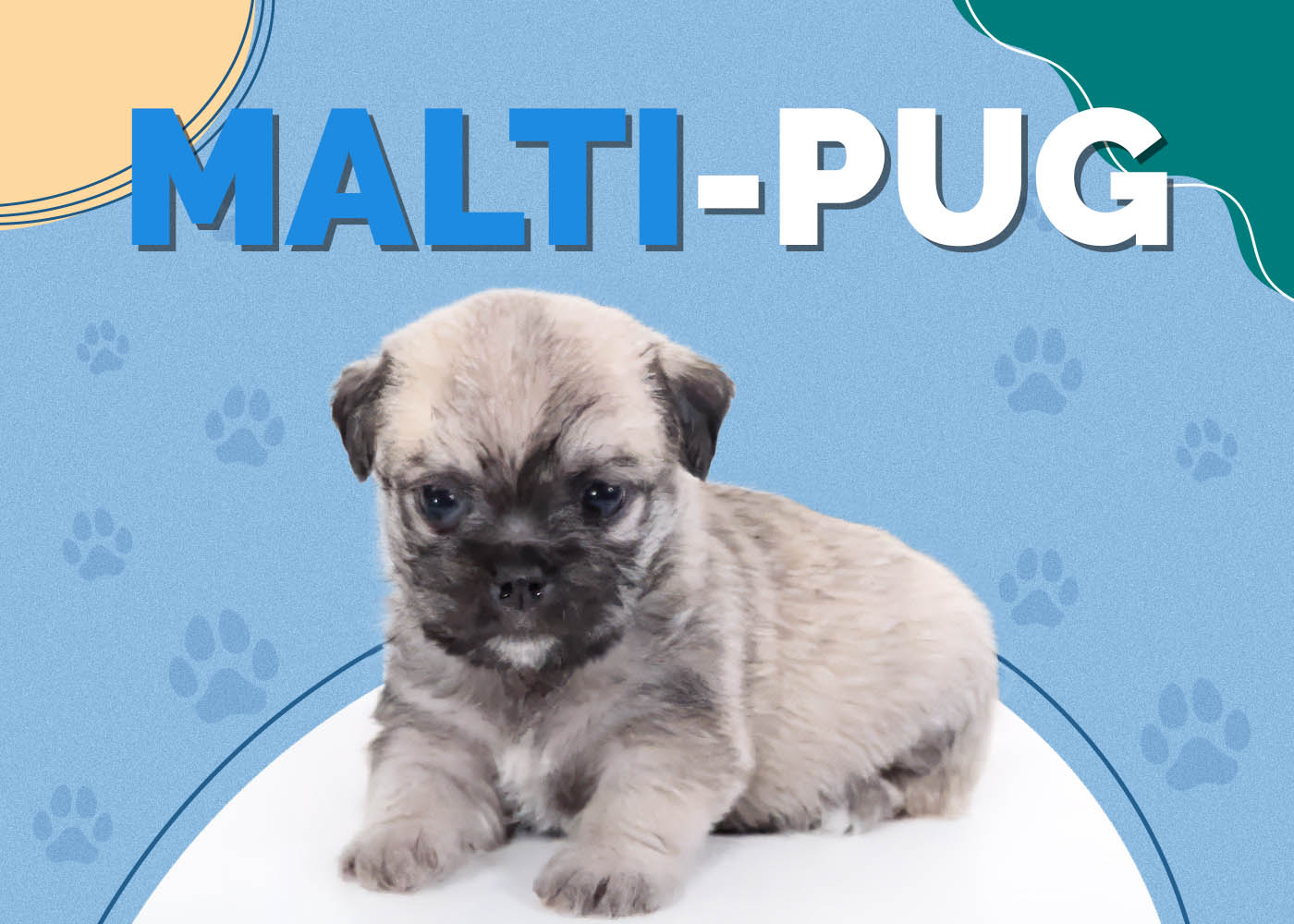 Malti-Pug (Maltese & Pug Mix): Info, Pictures, Facts