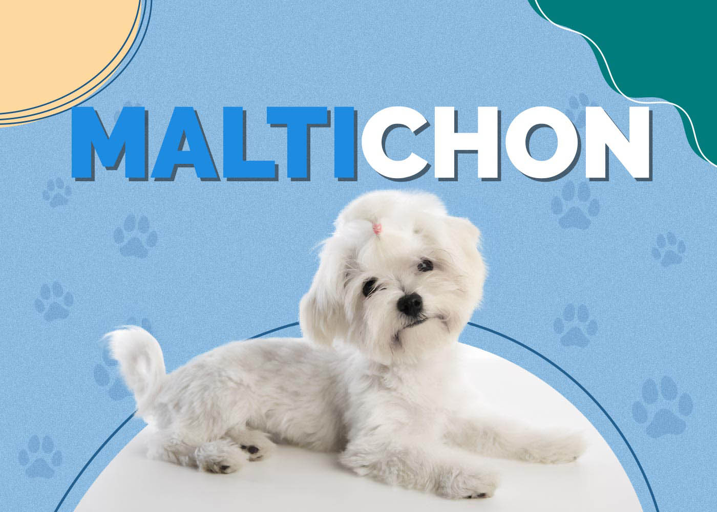 Maltichon (Maltese Terrier & Bichon Frise Mix): Info, Pictures, Facts