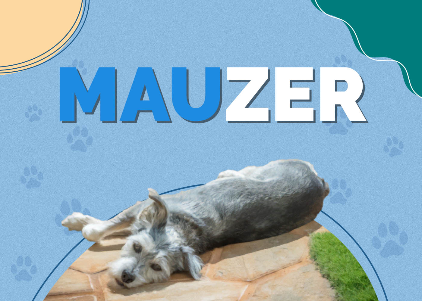 Mauzer (Miniature Schnauzer & Maltese Mix): Info, Pictures, Characteristics & More