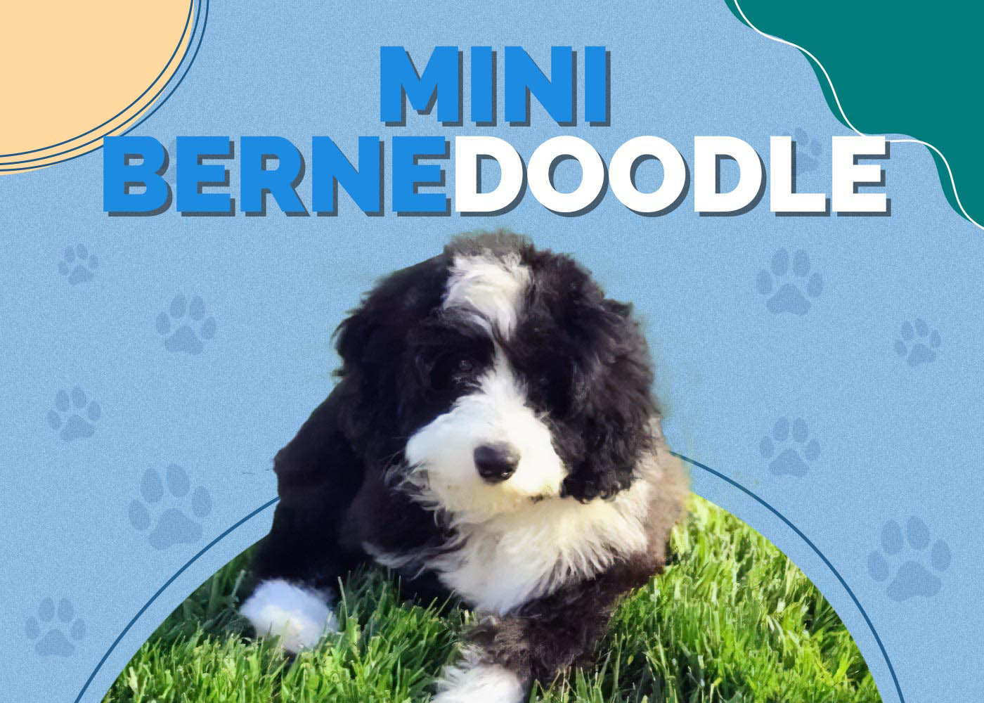 Mini Bernedoodle (Mini Poodle/Bernese Mountain Dog): Info, Pictures & Characteristics