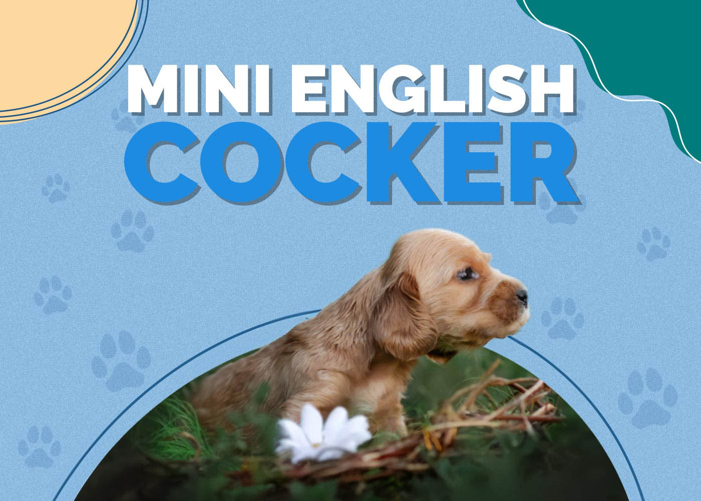Mini English Cocker (Dachshund & Cocker Spaniel Mix): Info, Pictures, Characteristics & Facts