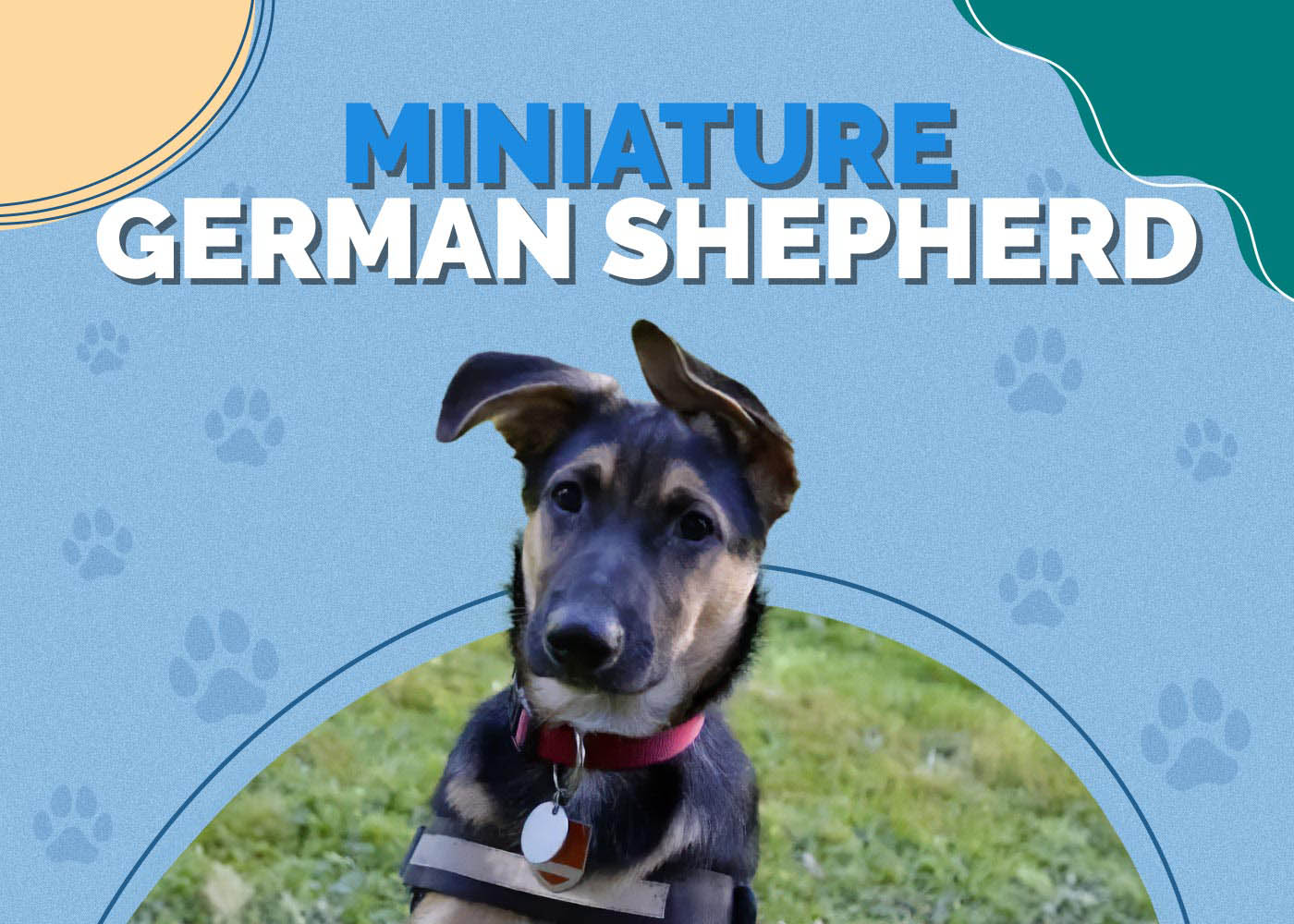 Miniature German Shepherd: Info, Pictures, Characteristics & More