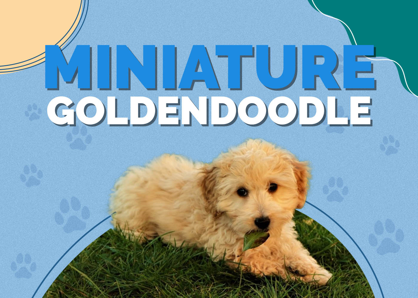 Miniature Goldendoodle (Golden Retriever & Mini Poodle Mix): Info, Pictures, Characteristics & Facts