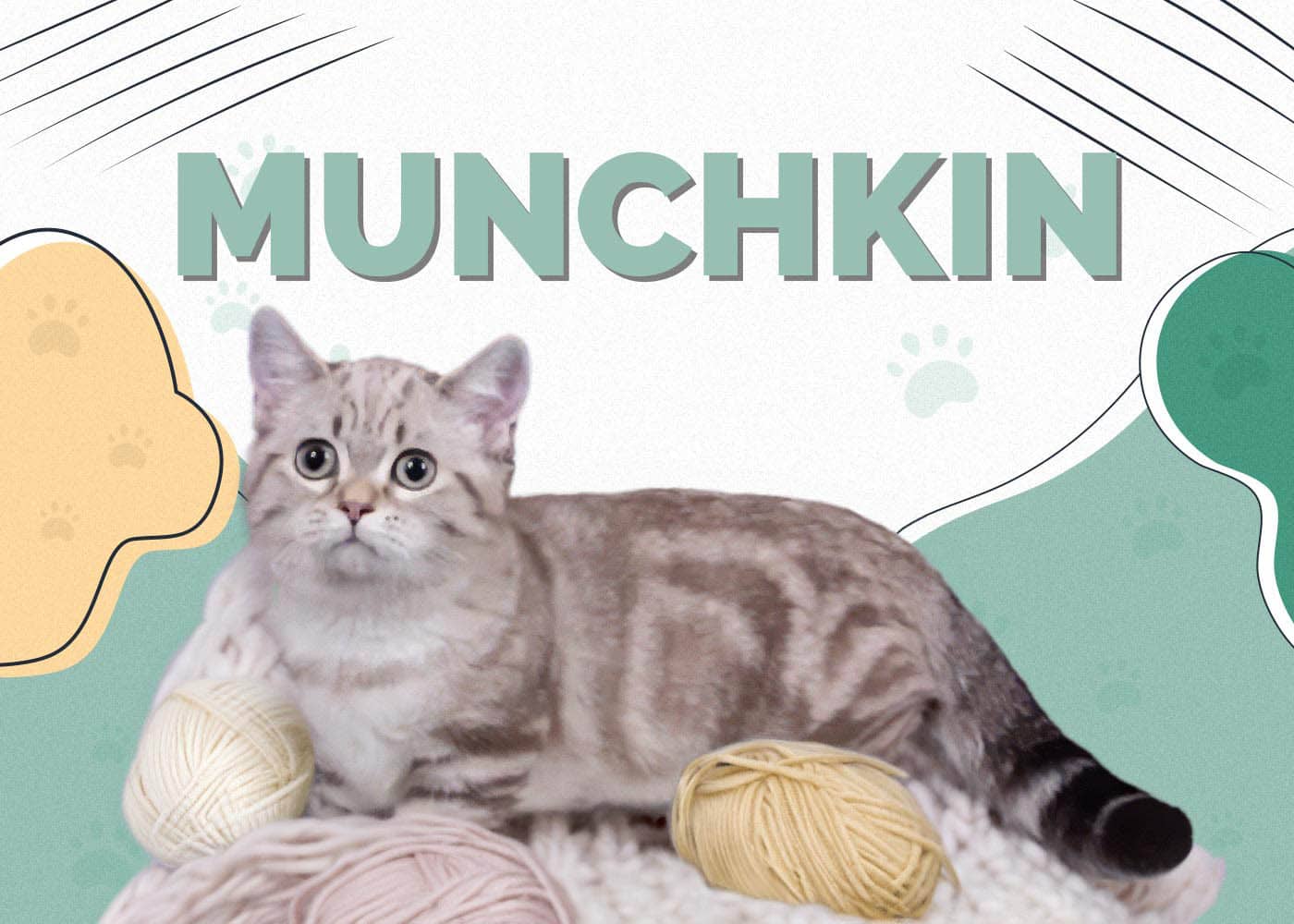 Munchkin Cat: Info, Pictures, Characteristics & Facts