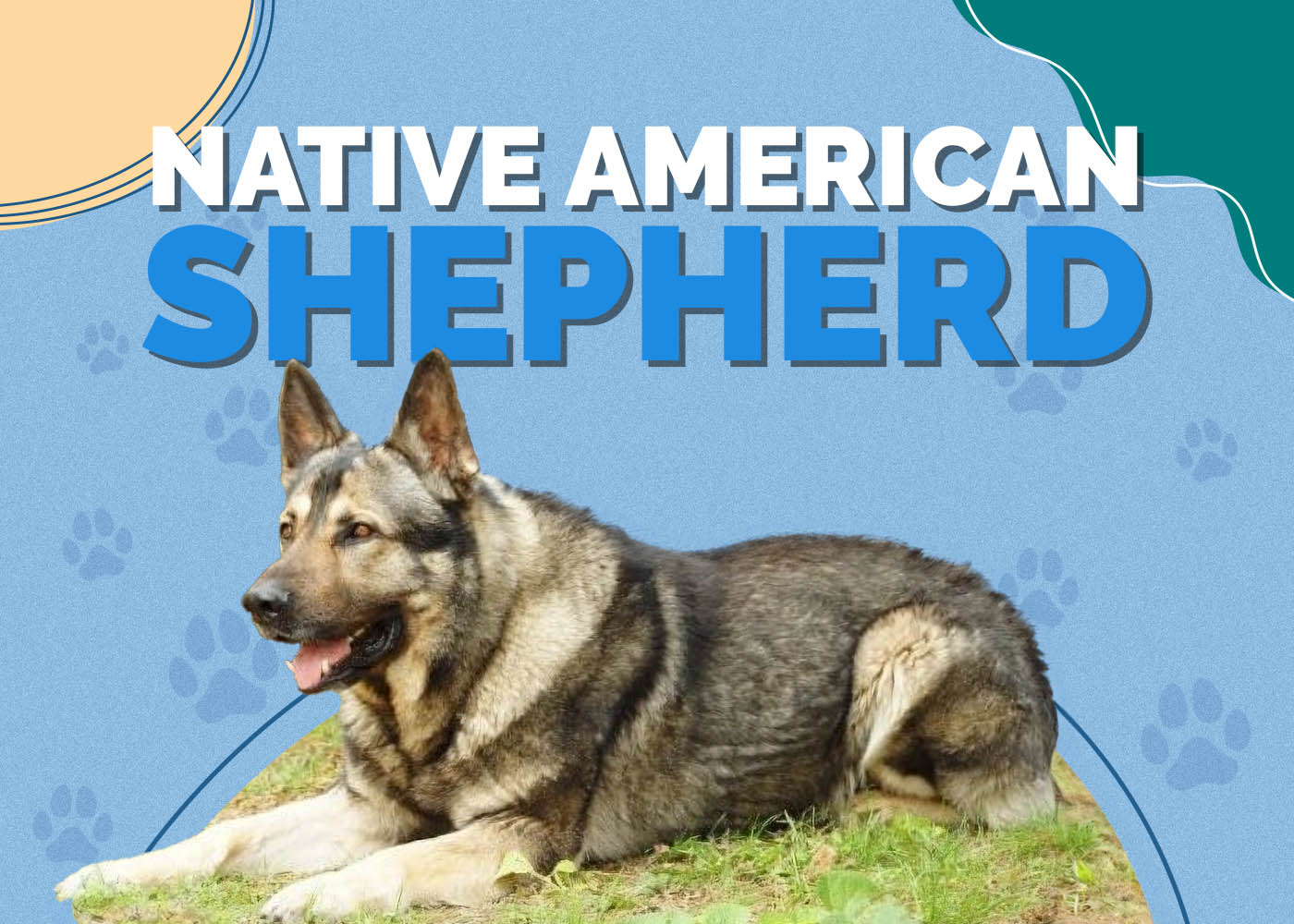 Native American Shepherd: Info, Pictures, Characteristics & Facts