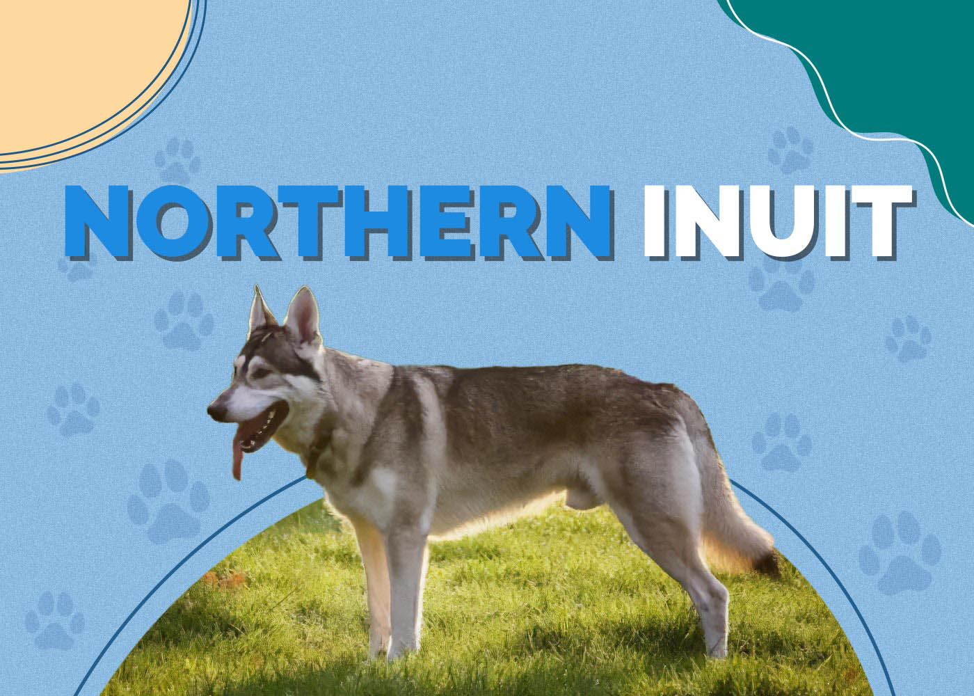 Northern Inuit Dog: Info, Pictures, Characteristics & More