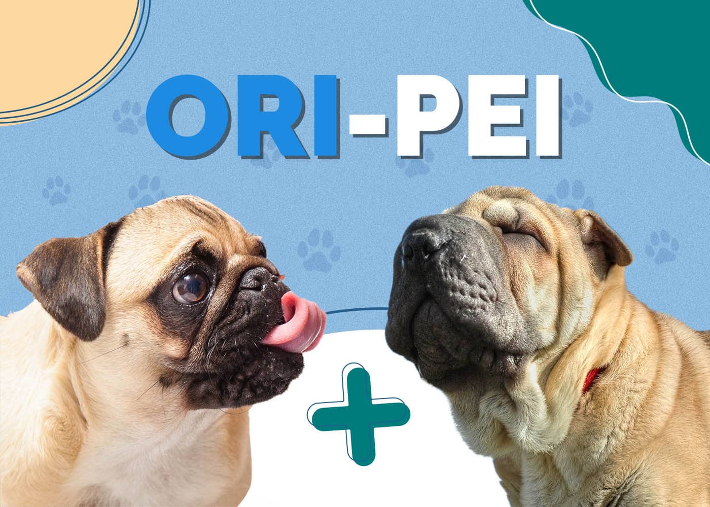 Ori-Pei (Pug & Shar-Pei Mix): Info, Pictures, Facts & More