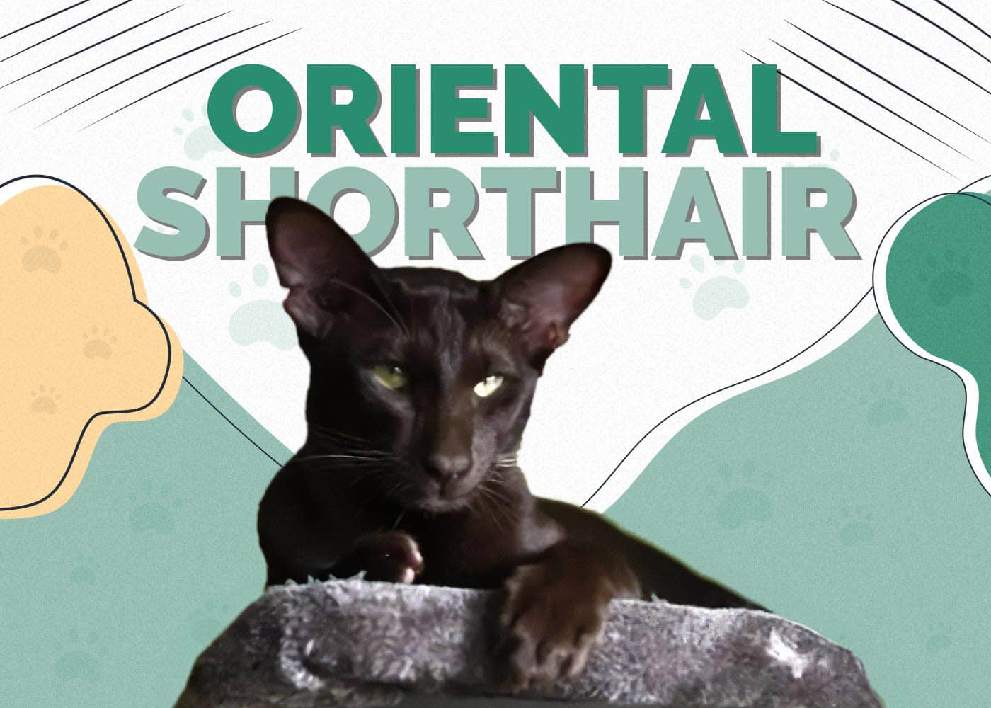 Oriental Shorthair Cat: Info, Pictures, Characteristics & Facts