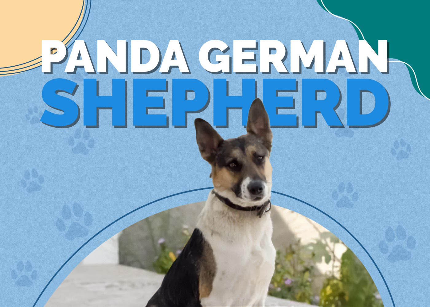 Panda German Shepherd: Info, Pictures, Characteristics & More