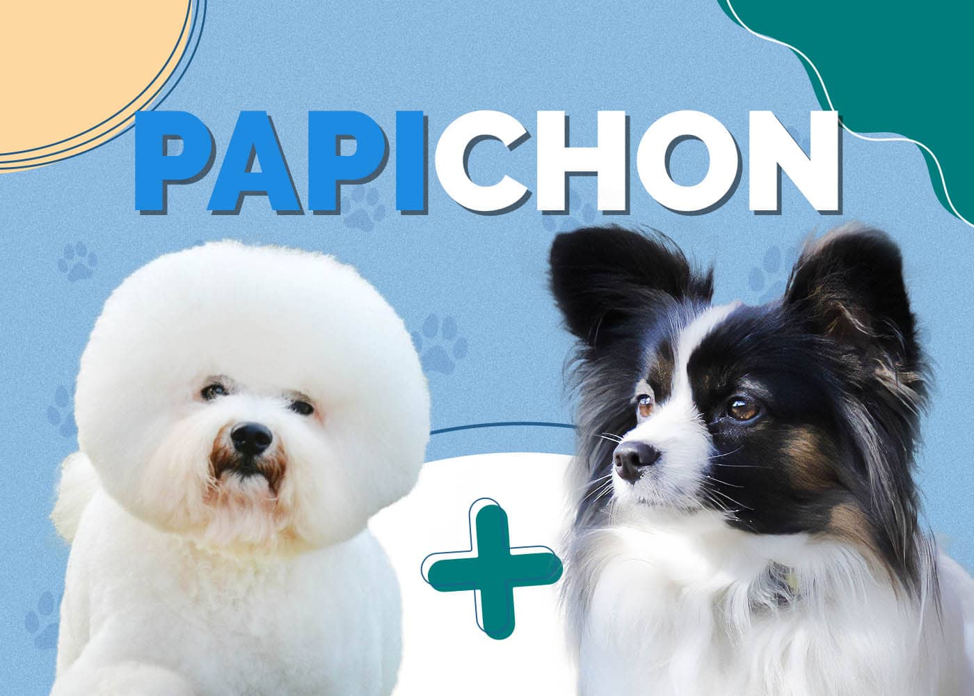 Papichon (Papillon & Bichon Frise Mix): Info, Pictures, Characteristics & More