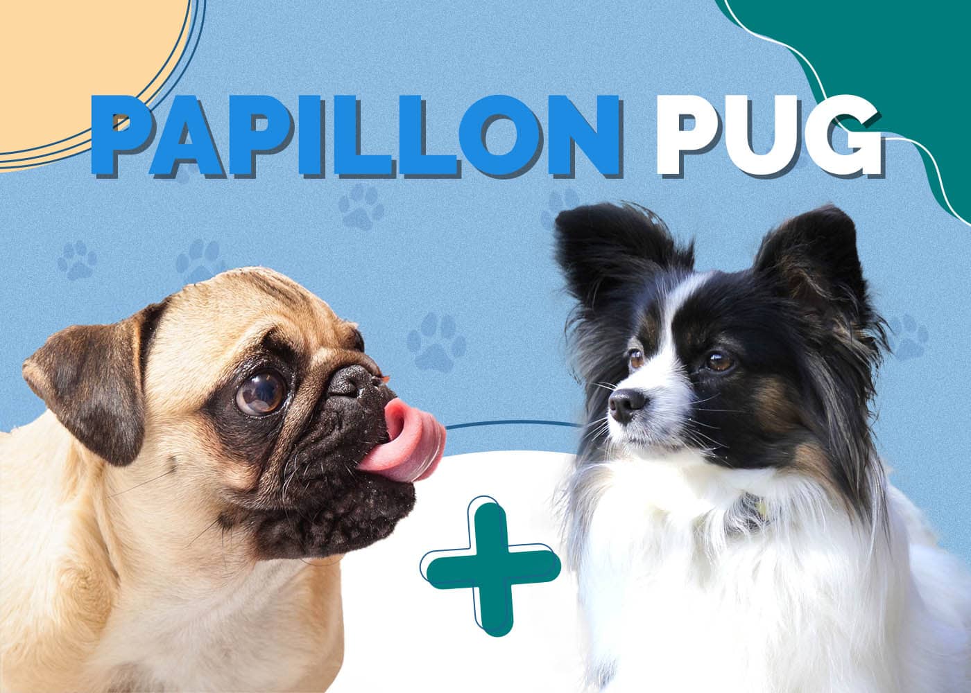 Papillon Pug Mix: Breed Info, Pictures, Care & More