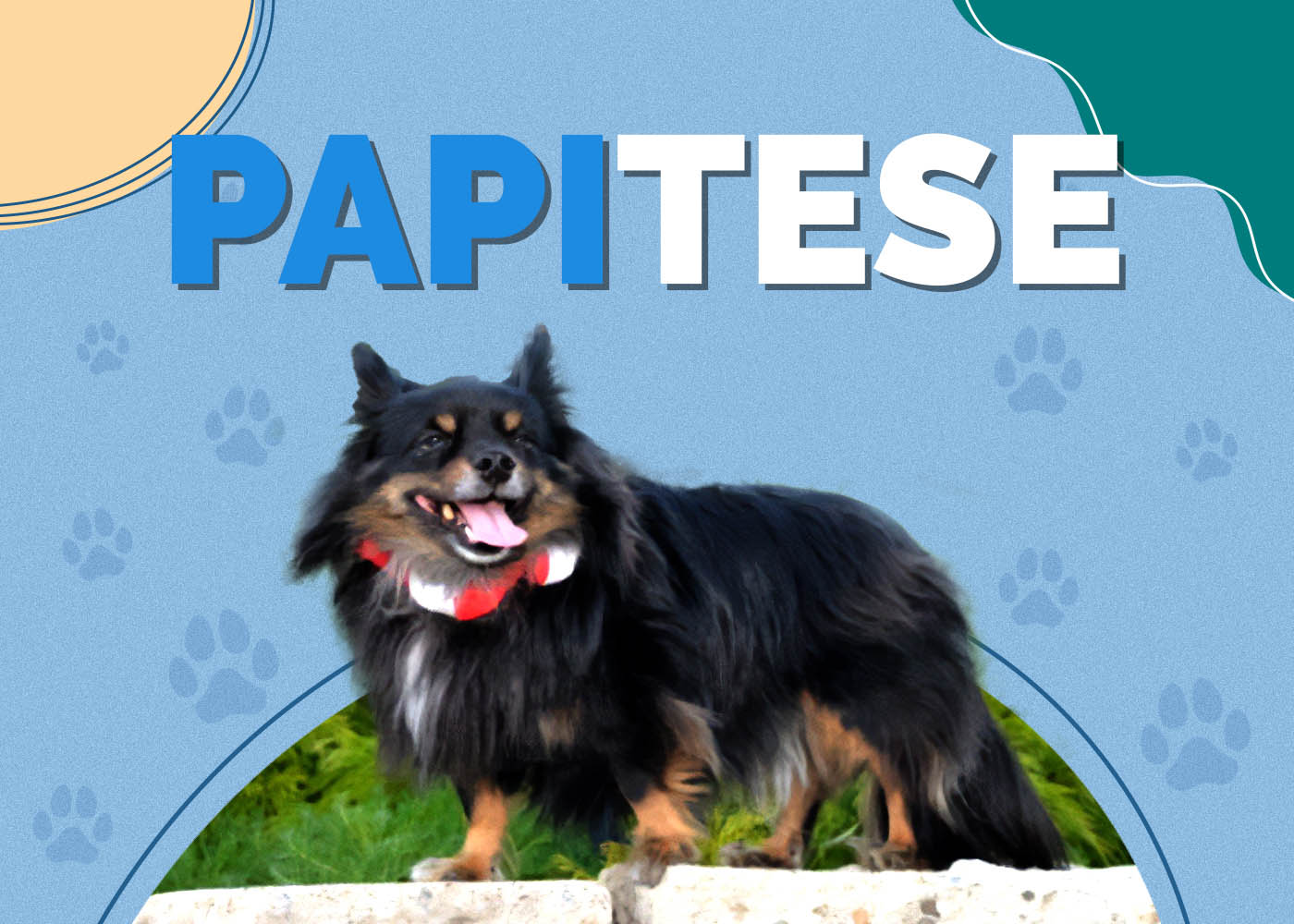 Papitese (Maltese & Papillon Mix): Info, Pictures, Characteristics & Facts