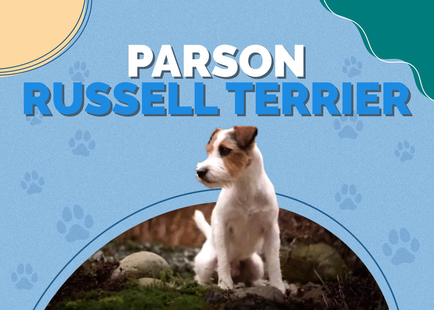 Parson Russell Terrier: Info, Pictures, Characteristics & Facts
