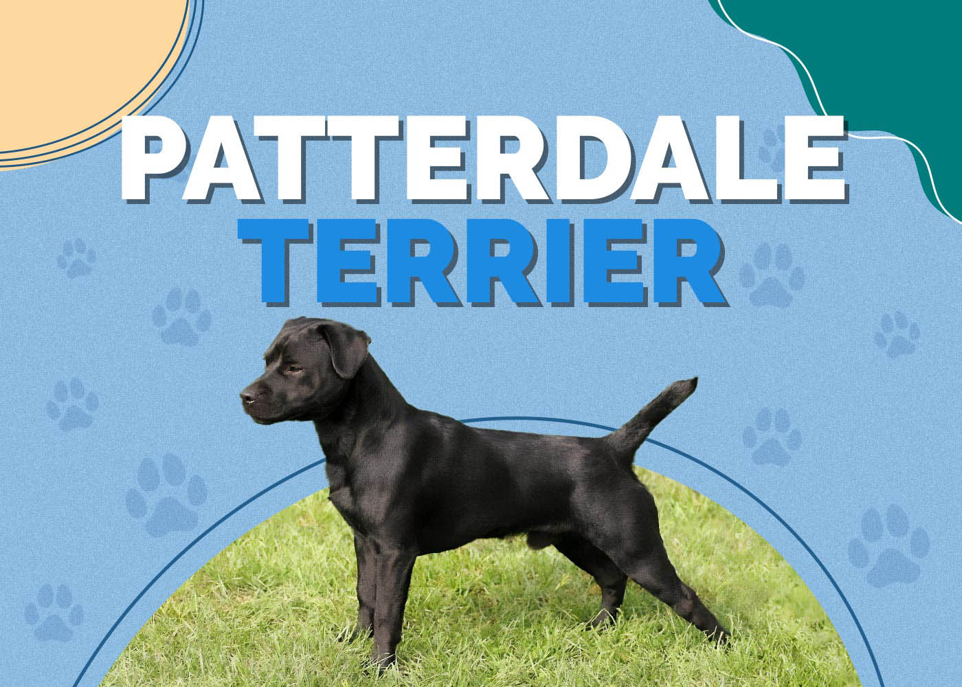 Patterdale Terrier: Info, Pictures, Characteristics & More