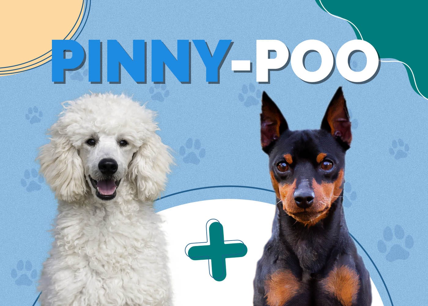 Pinny-Poo (Miniature Pinscher & Poodle Mix): Info, Pictures, Facts