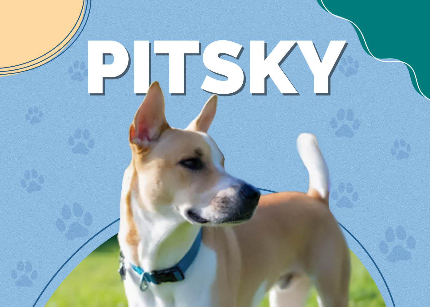 Pitsky (Pitbull & Husky Mix): Info, Pictures, Characteristics & Facts