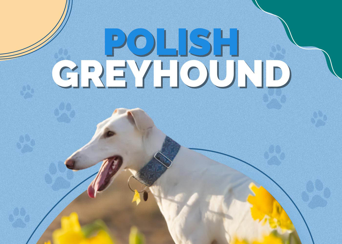 Polish Greyhound: Info, Pictures, Characteristics & Facts