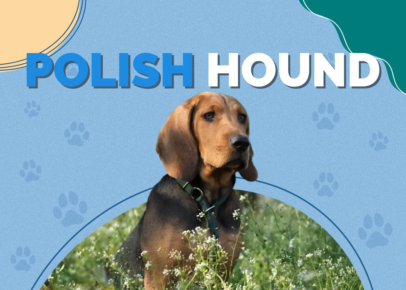 Polish Hound: Info, Pictures, Characteristics & More