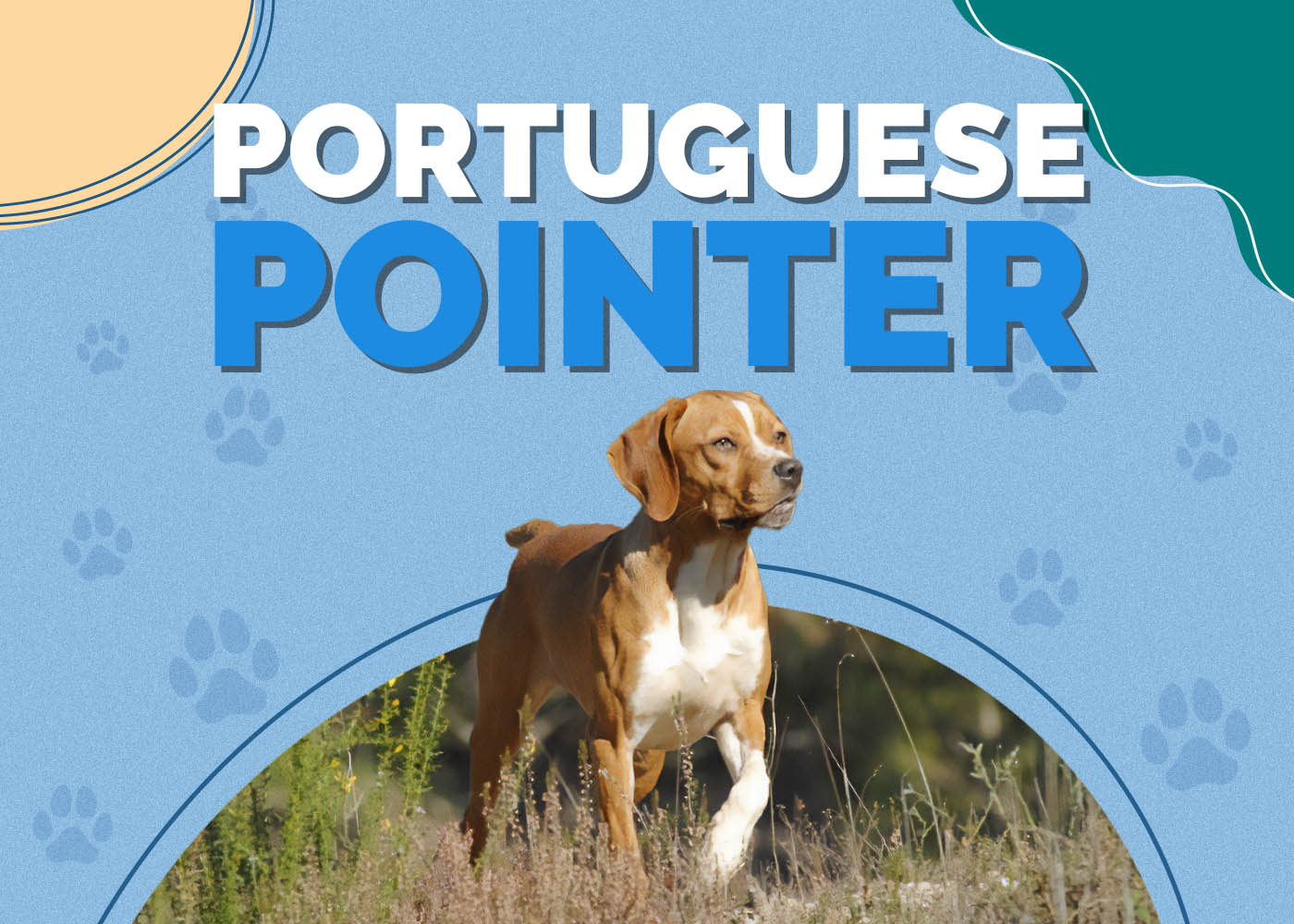 Portuguese Pointer: Info, Pictures, Characteristics & Facts
