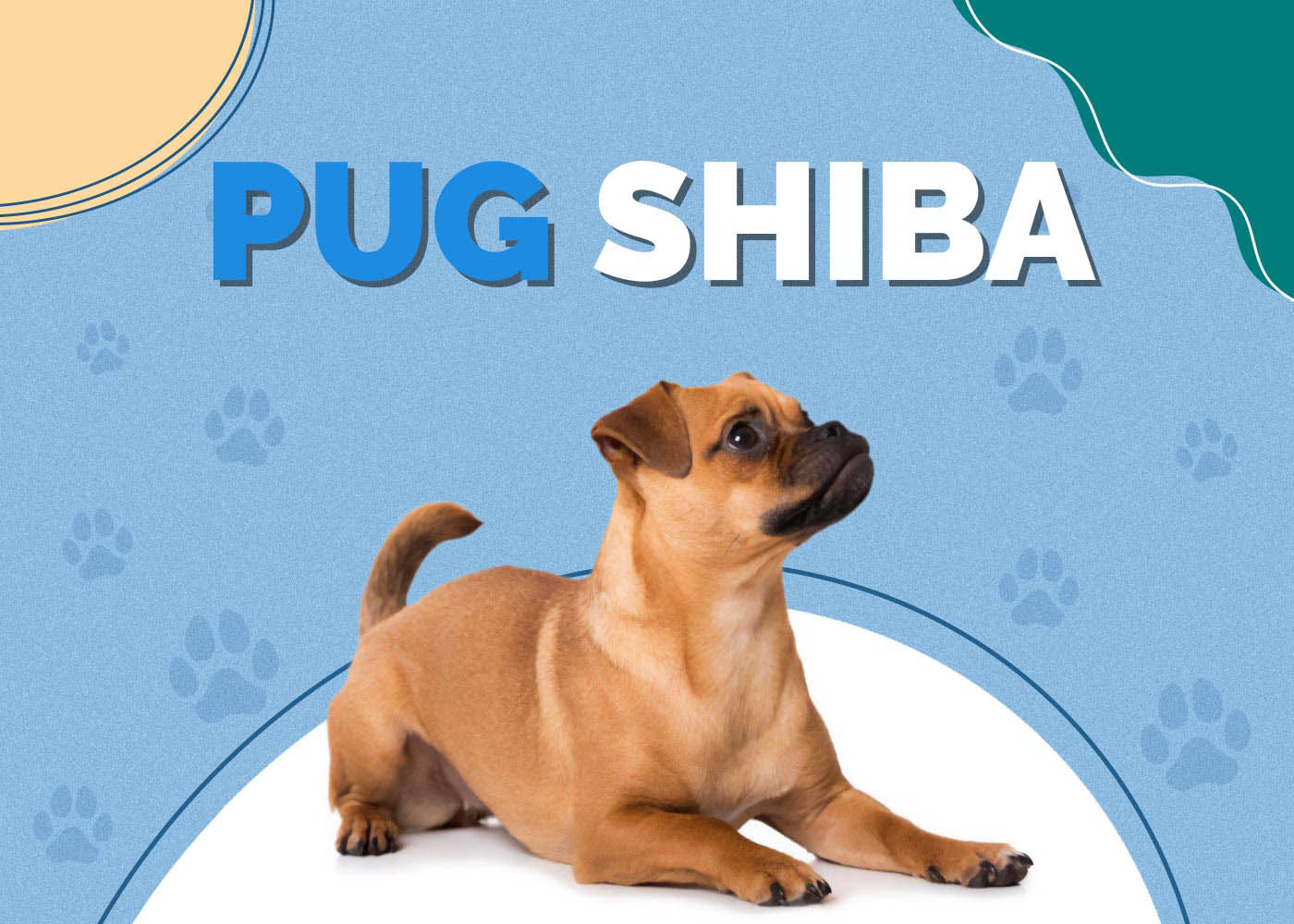 Pug Shiba (Pug & Shiba Inu Mix): Info, Pictures & Traits