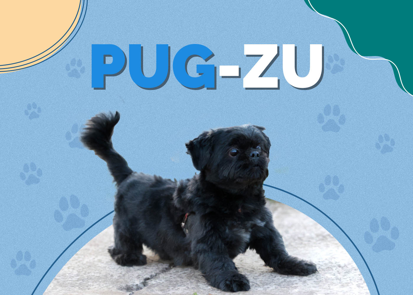 Pug-Zu (Pug & Shih-Tzu Mix): Info, Pictures, Characteristics & More