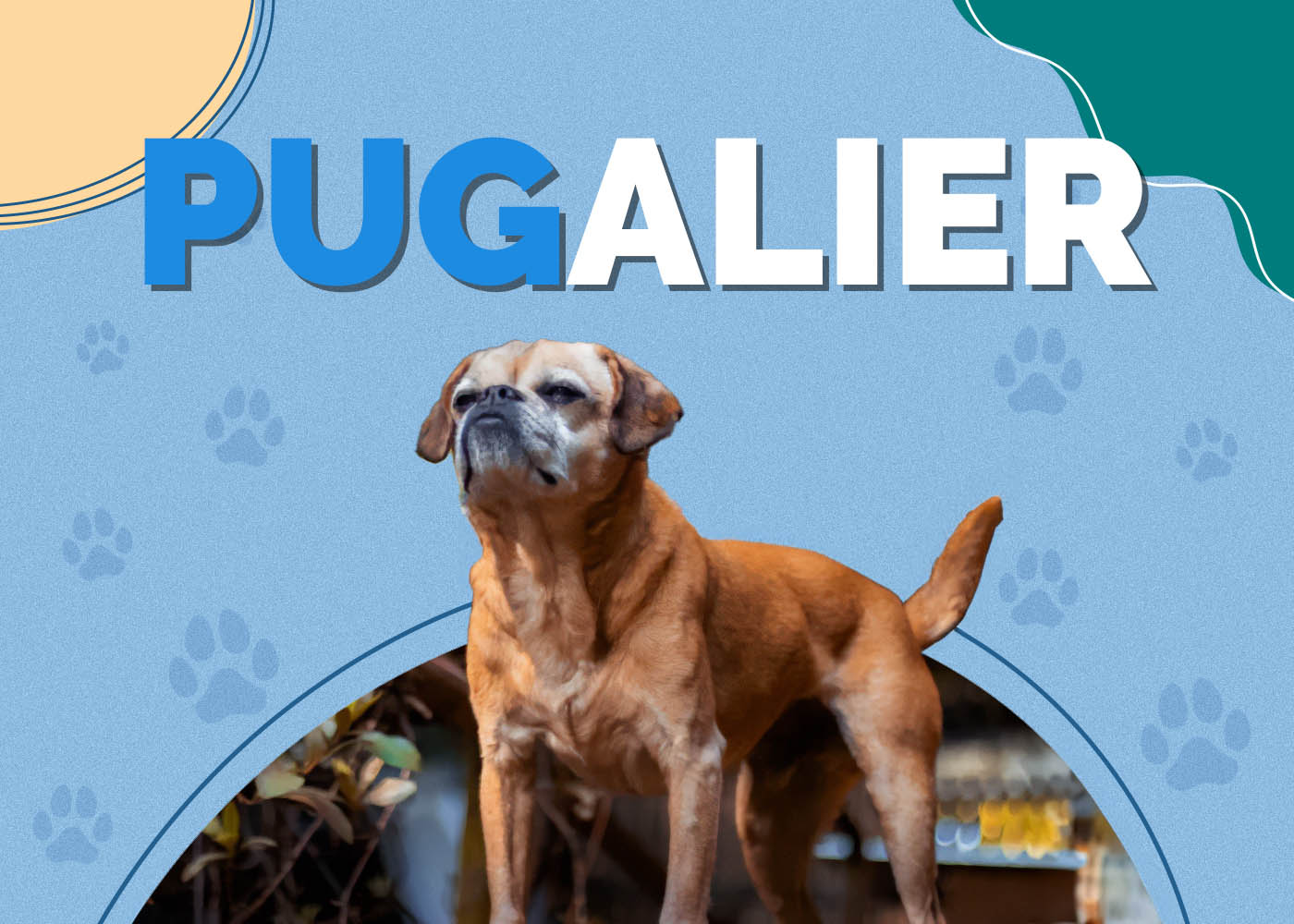 Pugalier (Pug & Cavalier King Charles Spaniel Mix): Info, Pictures, Facts & Care