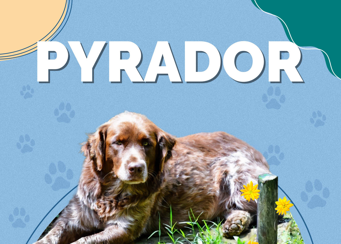 Pyrador (Labrador & Great Pyrenees Mix): Info, Pictures, Characteristics & Facts