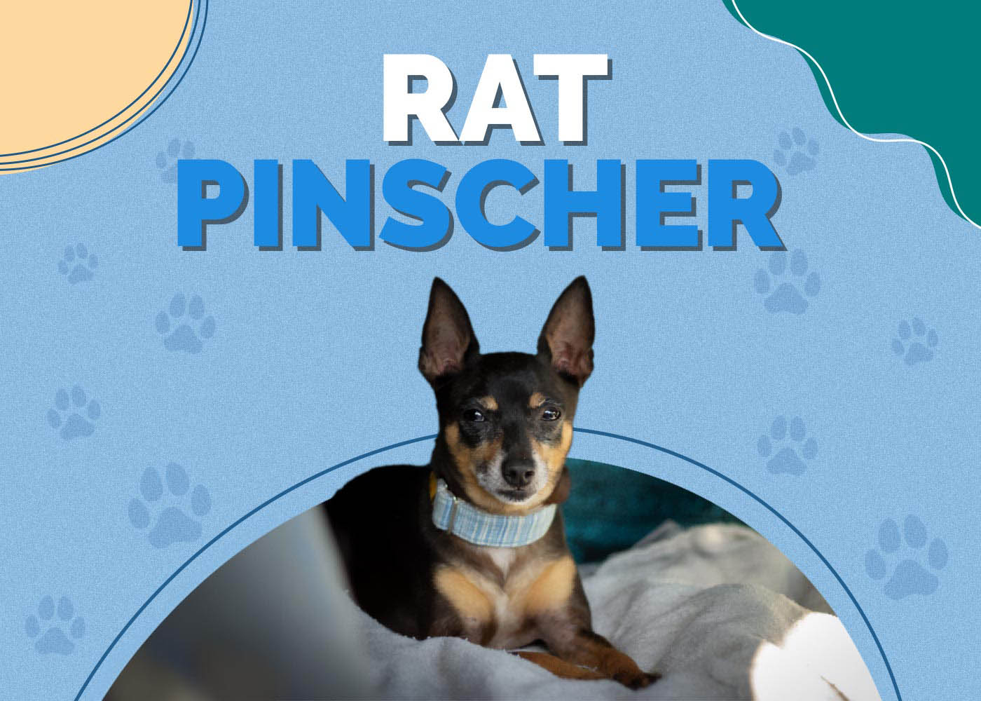 Rat Pinscher (Rat Terrier & Miniature Pinscher Mix): Info, Pictures, Characteristics & Facts