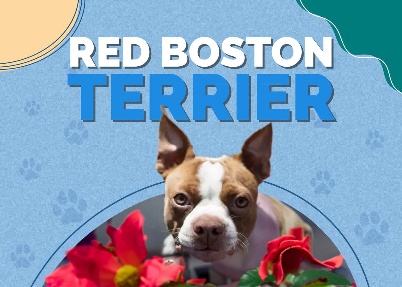 Red Boston Terrier Breed: Info, Pictures, Traits & More