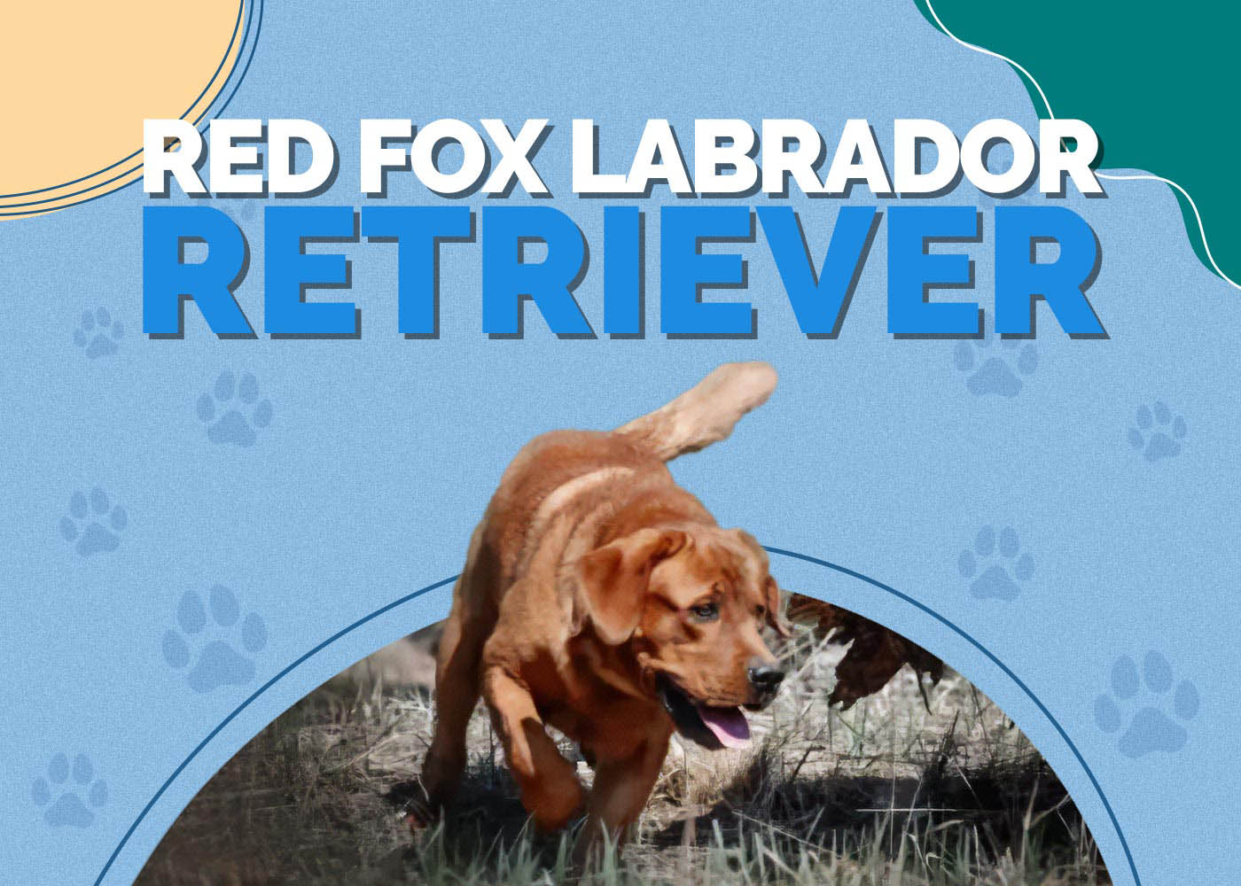 Red Fox Labrador Retriever: Breed Info, Pictures & Traits